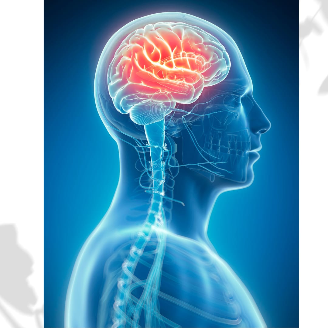 WhatsApp Image 2025-09-29 at 14.55.20_2d2e30ac